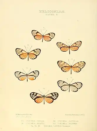 Description de l'image Illustrations of new species of exotic butterflies Ithomia VI.jpg.