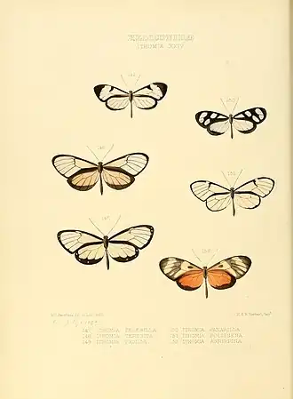 Description de l'image Illustrations of new species of exotic butterflies Ithomia XXIV.jpg.