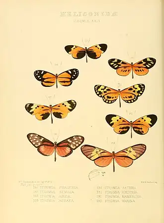 Description de l'image Illustrations of new species of exotic butterflies Ithomia XXIX.jpg.