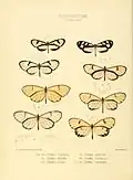 Description de l'image Illustrations of new species of exotic butterflies Ithomia XXVII.jpg.