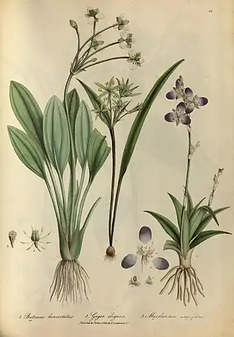 Description de l'image Illustrations of the botany and other branches of the natural history of the Himalayan Mountains (Pl. 95) (7128215593).jpg.