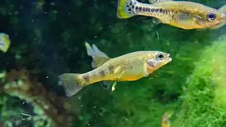 Jeune et mâle haut.