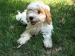 Chiot Cavoodle