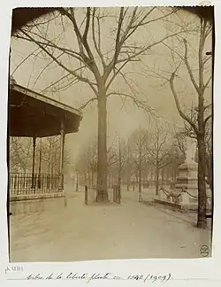 Arbre de la liberté  planté en 1848, photo prise en 1909.