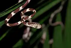 Serpent très fin au corps allongé