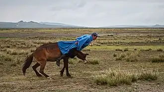 Un homme habillé en bleu tombe vers l'avant du dos d'un cheval de couleur rousse.
