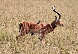 Association entre un impala et des oiseaux pique-bœuf. Dans cette entente mutuelle, le pique-bœuf se nourrit sur le corps de l'impala, qui est débarrassé des parasites et des tiques et averti en cas de danger par les cris de l'oiseau.