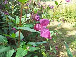 Inflorescence à plusieurs stades (profil).