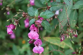 Impatiens glandulifera Royle. ― Impatiente glanduleuse