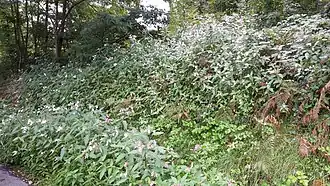 Balsamine de l'Himalaya Impatiens glandulifera invasive par autochorie en Ariège et en Belgique.