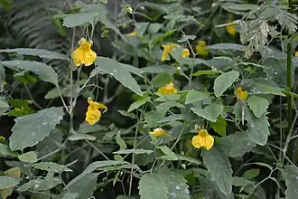 Impatiente ne-me-touchez-pas, La Bresse.