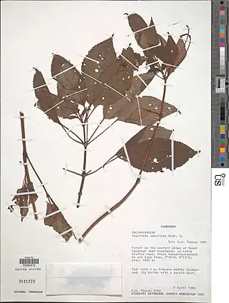 Impatiens sakeriana.