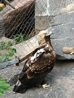 Aigle impérial posé.