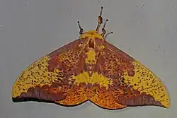L'imperial moth a évolué pour ressembler à une feuille sèche.