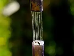 Fibres d'un pédoncule de lotus.