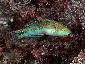 Halichoeres nebulosus