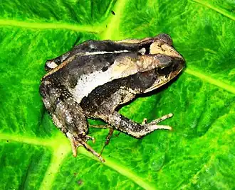 Description de l'image Incilius cavifrons cropped.jpg.