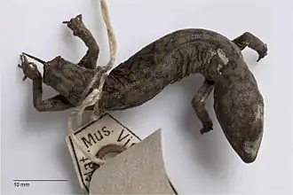 Description de l'image Independent-Transitions-between-Monsoonal-and-Arid-Biomes-Revealed-by-Systematic-Revison-of-a-pone.0111895.g008.jpg.