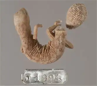 Description de l'image Independent-Transitions-between-Monsoonal-and-Arid-Biomes-Revealed-by-Systematic-Revison-of-a-pone.0111895.g009.jpg.