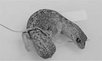 Description de l'image Independent-Transitions-between-Monsoonal-and-Arid-Biomes-Revealed-by-Systematic-Revison-of-a-pone.0111895.g011.jpg.