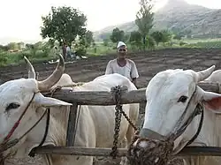 Photo couleur de la tête de deux bovins attelés dans un champ. Ils sont de couleur blanche avec le front bombé et creusé en son centre et les cornes rejetées vers l'arrière.