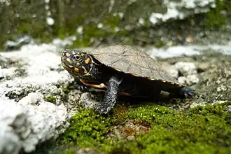 Description de l'image Indian Black Turtle or Indian Pond Terrapin Melanochelys trijuga.jpg.