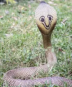 Motif de « lunettes » sur le capuchon.
