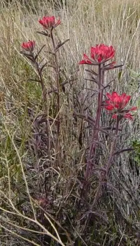 Description de l'image Indian Paintbrush at Leadfield ghost town in Death Valley NP.jpg.