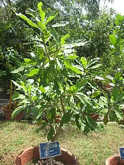 Arbre en pot.