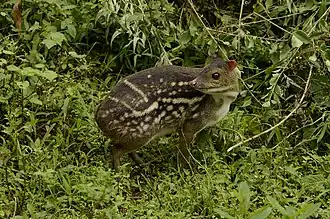 Indian spotted chevrotain&nbsp;(en), (Moschiola indica), un Tragulidae