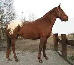 Un appaloosa, cheval eumétrique (1,55&nbsp;m en moyenne)