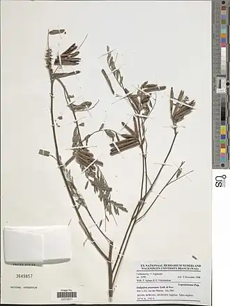 Indigofera prieureana.