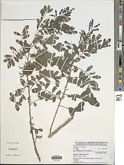 Indigofera suffruticosa.