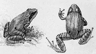 Description de l'image Indirana diplosticta.jpg.