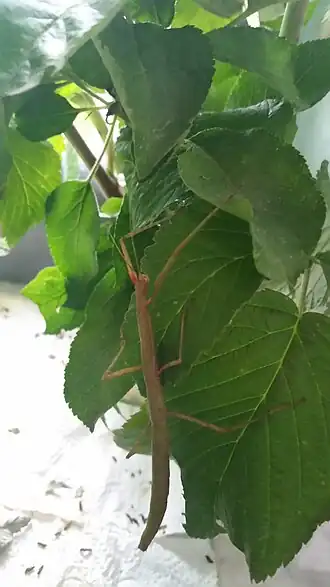 Description de l'image Indische Stabschrecke auf einem Himbeerblatt im Terrarium.jpg.