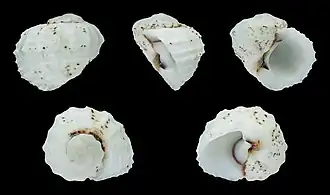 Indomodulus tectum (Modulidae).