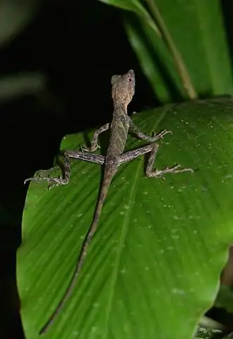 Description de l'image Indonesia Earless Agama (Aphaniotis acutirostris) (24022628630).jpg.