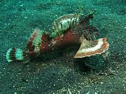 Inimicus filamentosus