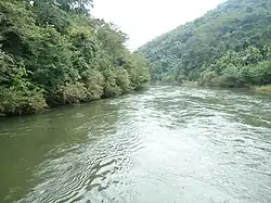 Forêt de la Zone riparienne.