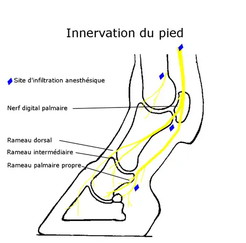 Schéma montrant l'innervation du pied.
