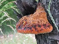 Pseudoinonotus dryadeus