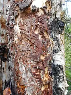 Inonotus obliquus, forme fertile