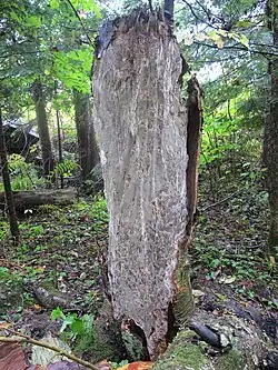 Arbre mort après fructification.