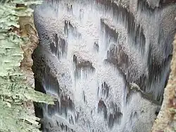 Mycélium sous l'écorce peu de temps après la fructification.