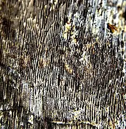 Bois dégradé après fructification.