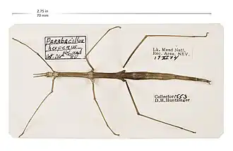 Description de l'image Insect Specimen from LAKE Collection (34027970922).jpg.