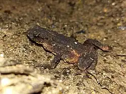 Description de l'image Inthanon Stream Toad.jpg.