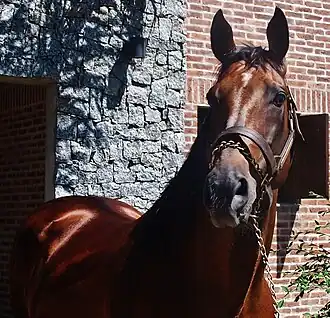 Image illustrative de l’article Invasor