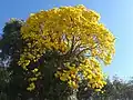 Tabebuia chrysotricha.