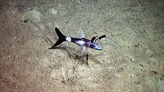 « Poisson-trépied » (peut-être un Bathypterois) observé in situ